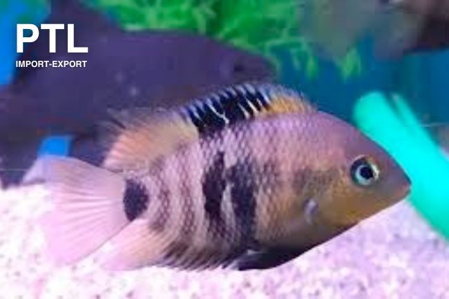 PTL69128-CICHLASOMA SPILURUM